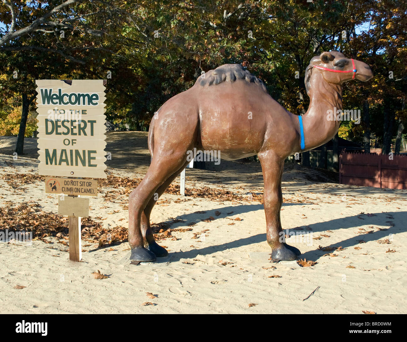 Il deserto del Maine a Freeport è una meraviglia naturale unica dove le dune di sabbia ondulate si incontrano con le foreste di pini, creando un paesaggio surreale nel New England. Foto Stock