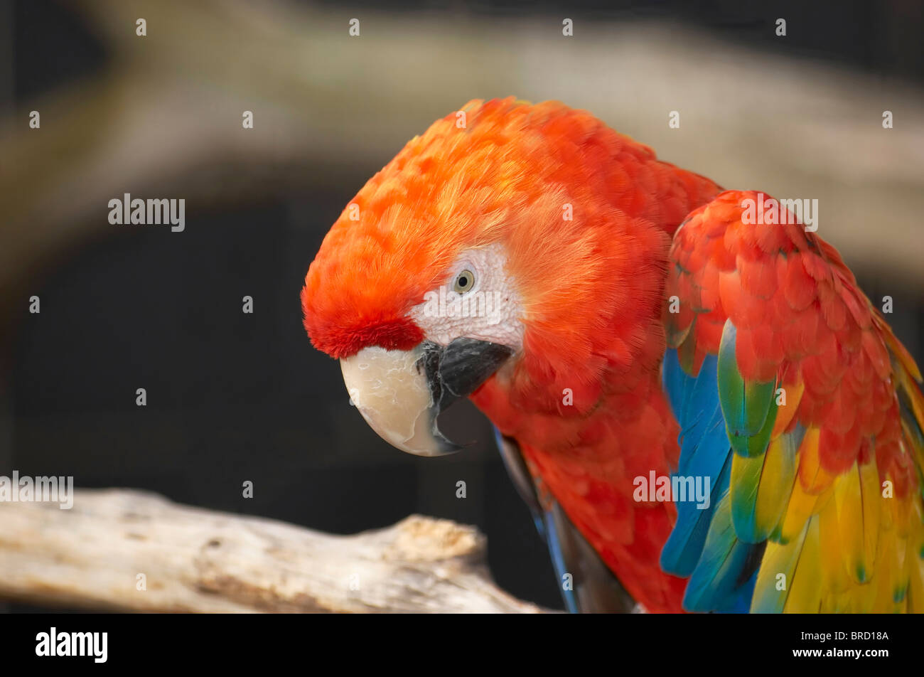 Red Macaw testa Close Up Foto Stock