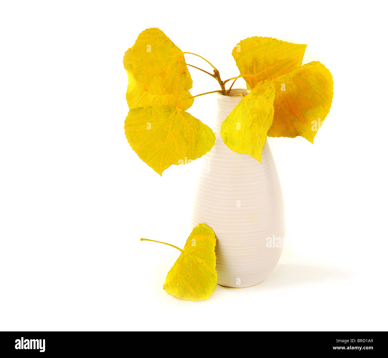 Autunno a secco di foglie di colore giallo nel vaso isolato su bianco Foto Stock