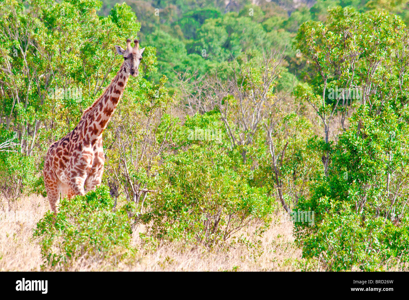 Masai Giraffe, Giraffa camelopardalis, il Masai Mara riserva nazionale, Kenya, Africa Foto Stock