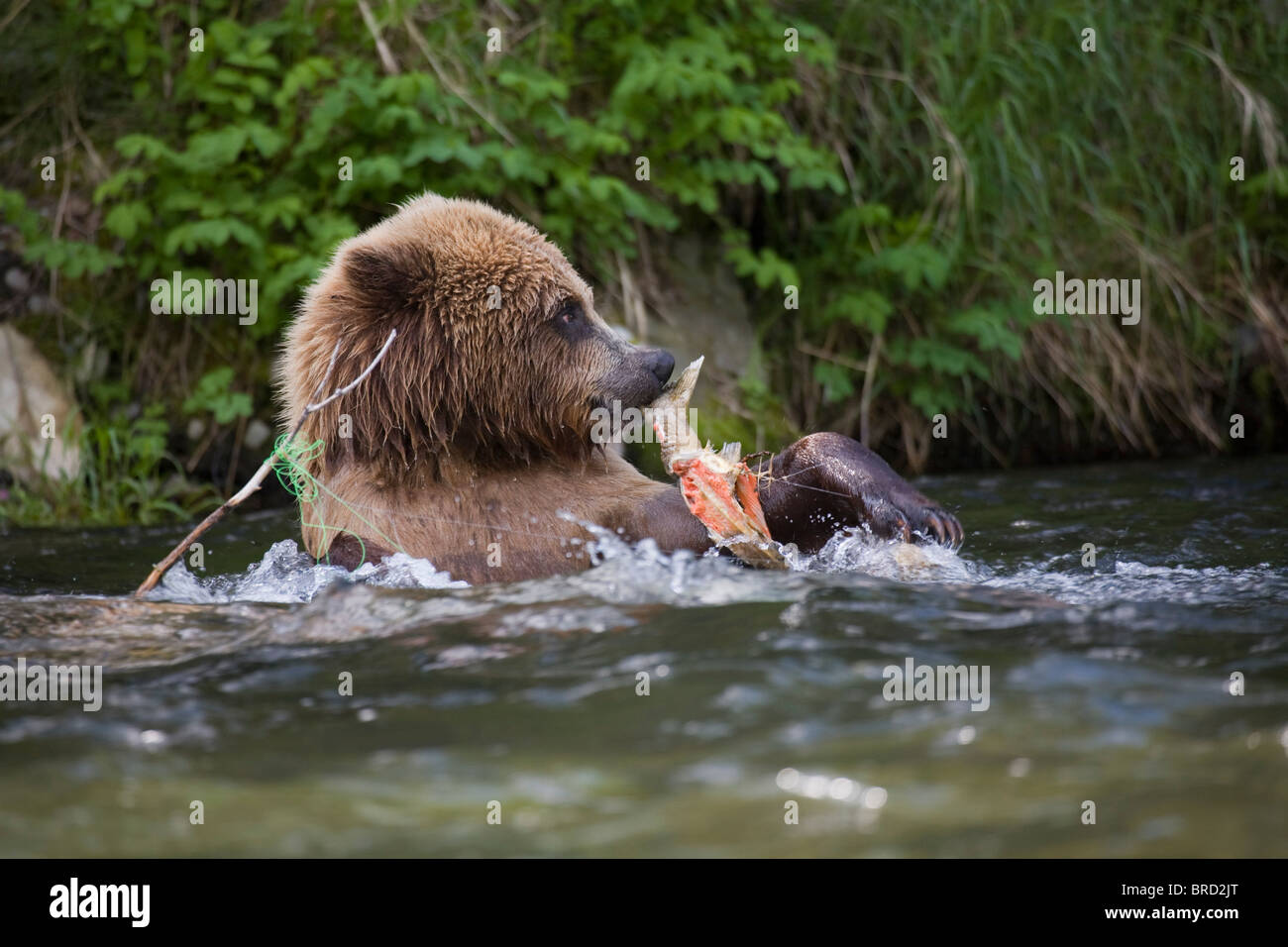 Orso bruno a mangiare una carcassa di salmone da un intricato pesca , sul Fiume Russian, Kenai National Wildlife Refuge, Alaska Foto Stock