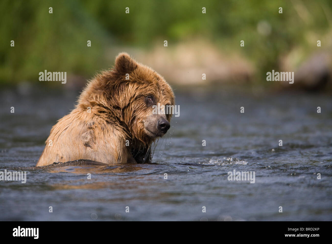 Vista di orso bruno nuotare nel fiume russo, Penisola di Kenai, centromeridionale Alaska, Chugach National Forest, estate Foto Stock