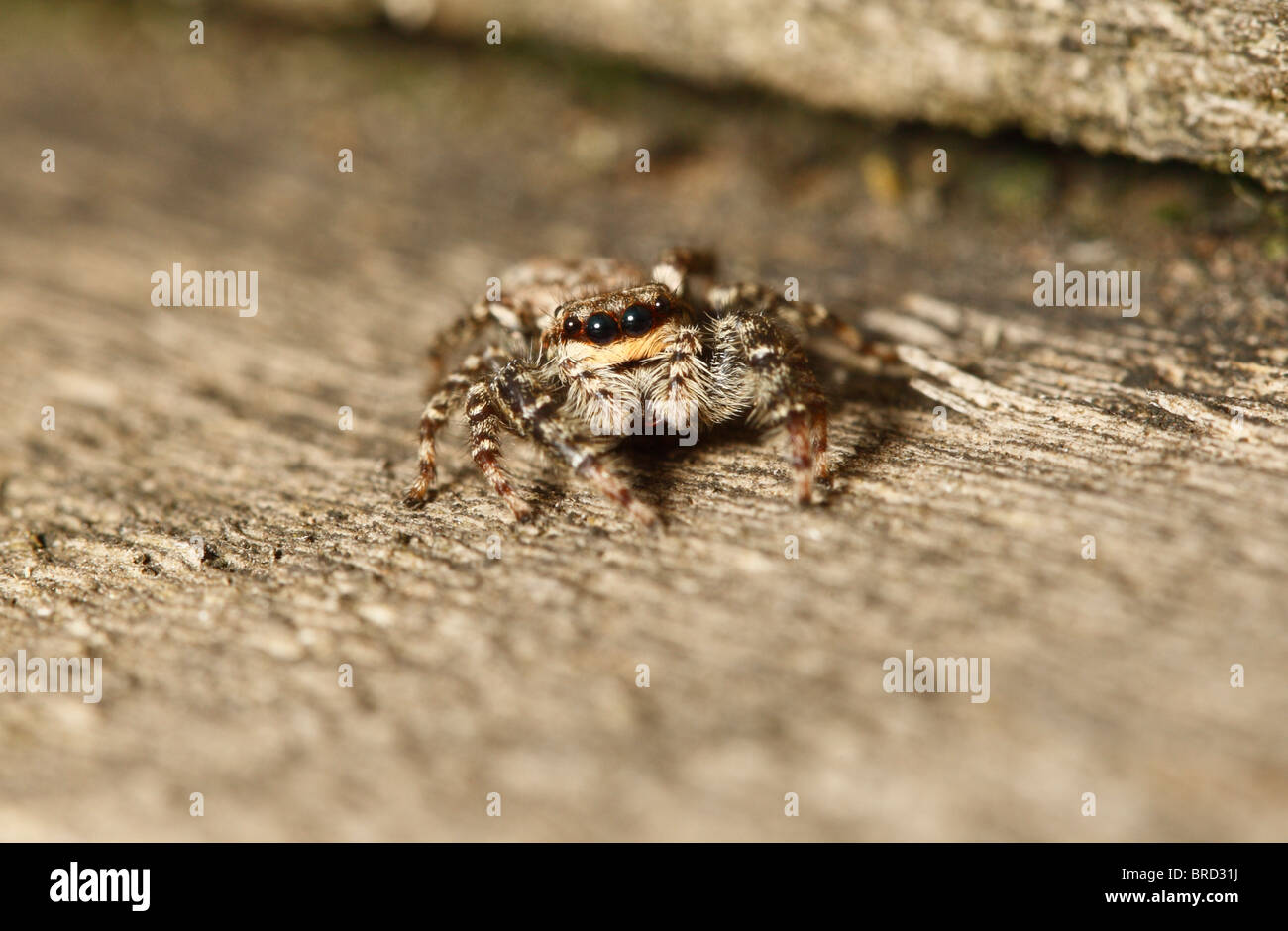 Un ragno Fencepost guardando la telecamera che mostra 2 paia di occhi Foto Stock