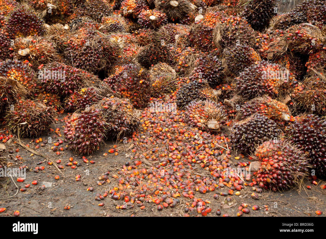 Appena raccolto la palma da olio dadi, Elacis guineensis, Sabah Borneo Foto Stock