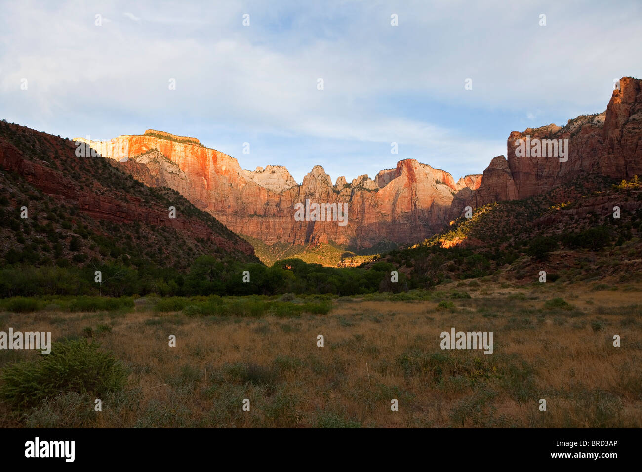 Prima luce che colpisce la pietra arenaria pareti del canyon nel Parco Nazionale di Zion nel sud dello Utah. Foto Stock