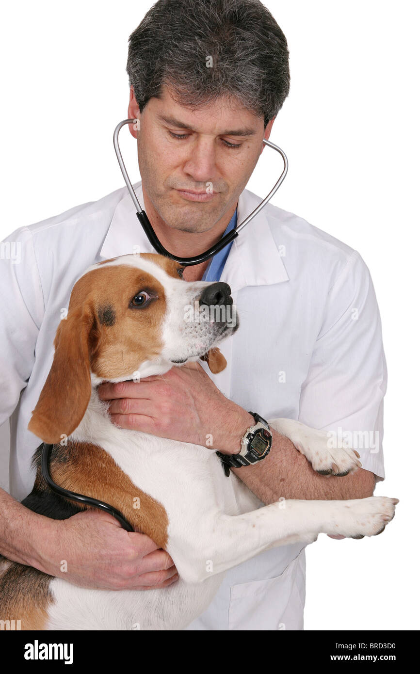 Un maschio adulto veterinario esaminando un cane beagle e dando un checkup con uno stetoscopio su bianco Foto Stock