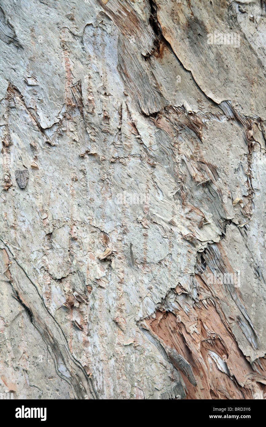 Texture di sfondo di cracking di corteccia di albero Foto Stock