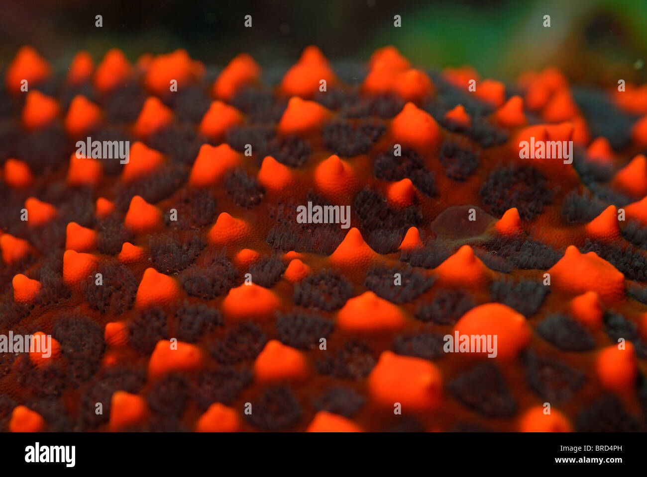 Panamic Stella cuscino (Pentaceraster cumingi), extreme close-up, vista subacquea, Ecuador, Arcipelago delle Galapagos, all'Isola Espanola Foto Stock