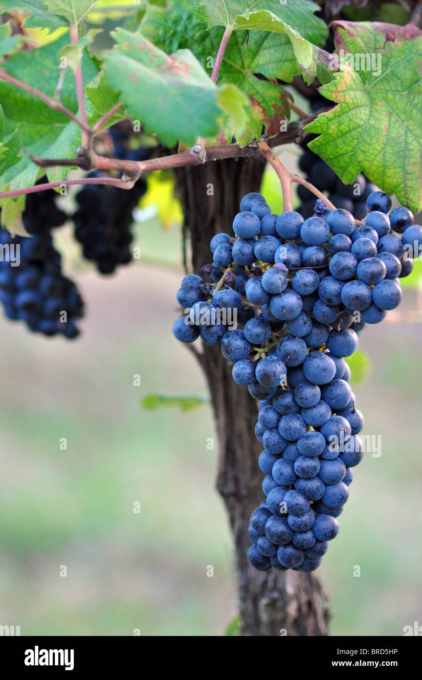 Mosti di uve Foto Stock