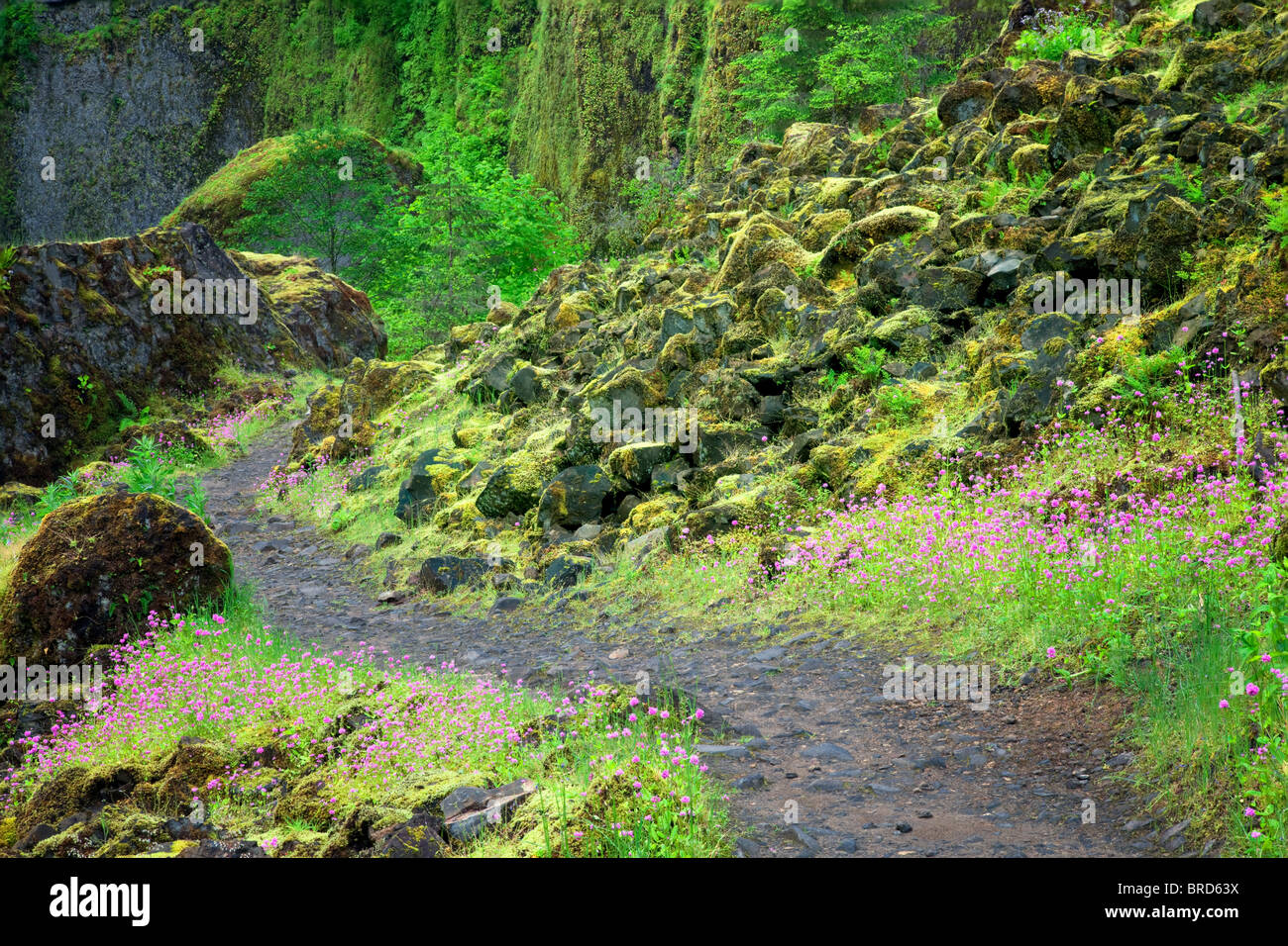 Sentiero in Tanner Creek. Columbia River Gorge National Scenic Area, Oregon Foto Stock