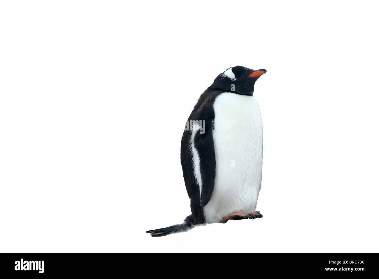 Gentoo penguin, in piedi, [Pygoscelis papua] Neko Harbour, Andvord Bay, Antartide isolato su bianco. Foto Stock
