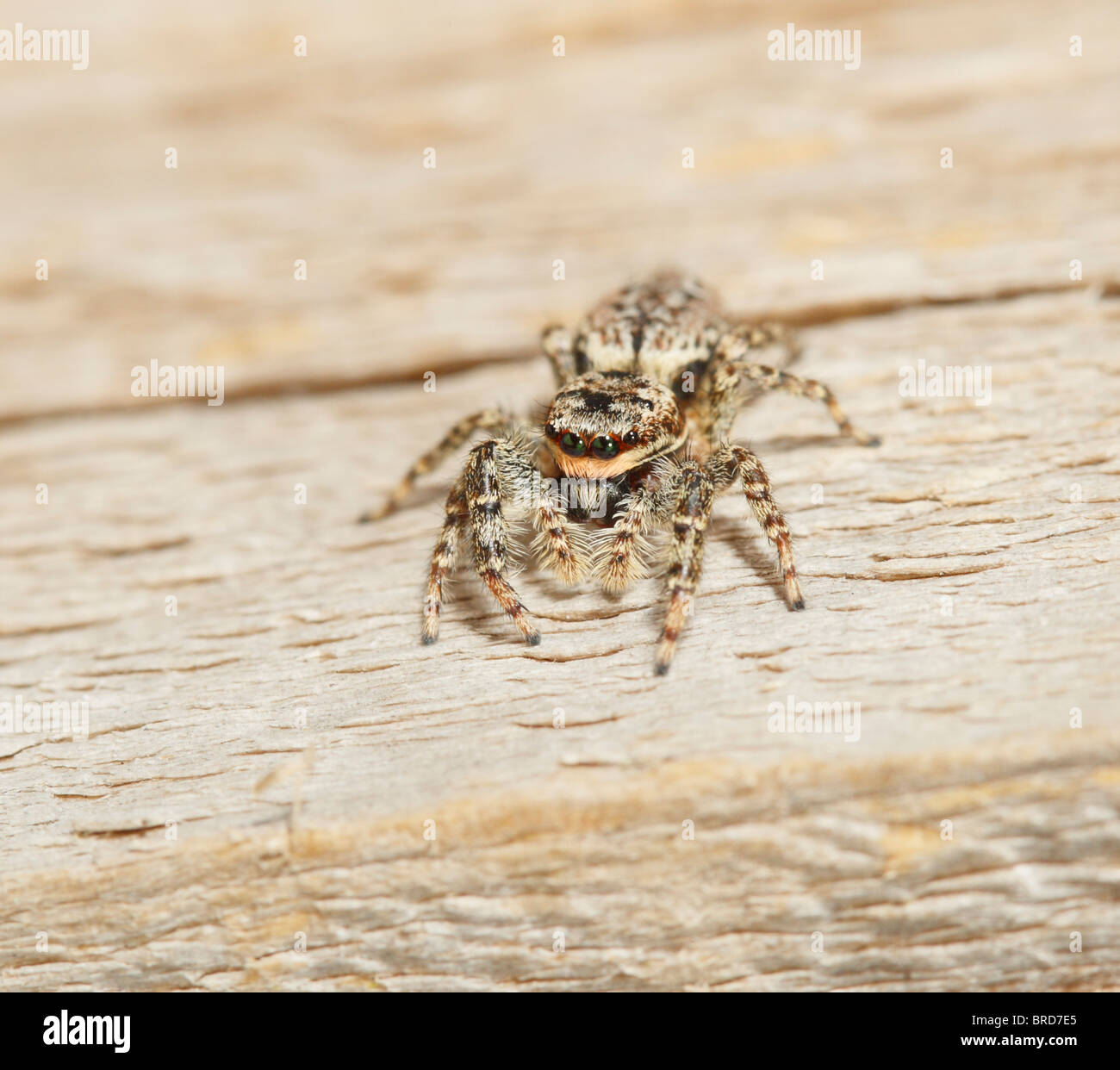 Un ragno Fencepost guardando la telecamera che mostra 2 paia di occhi Foto Stock