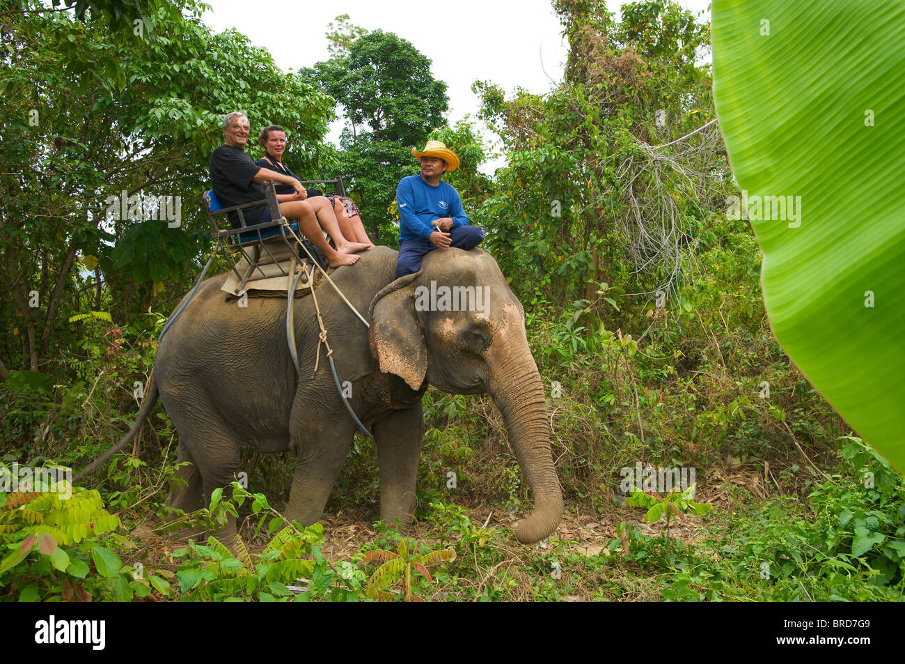 In groppa ad un elefante, Rawai, Isola di Phuket, Tailandia Foto Stock