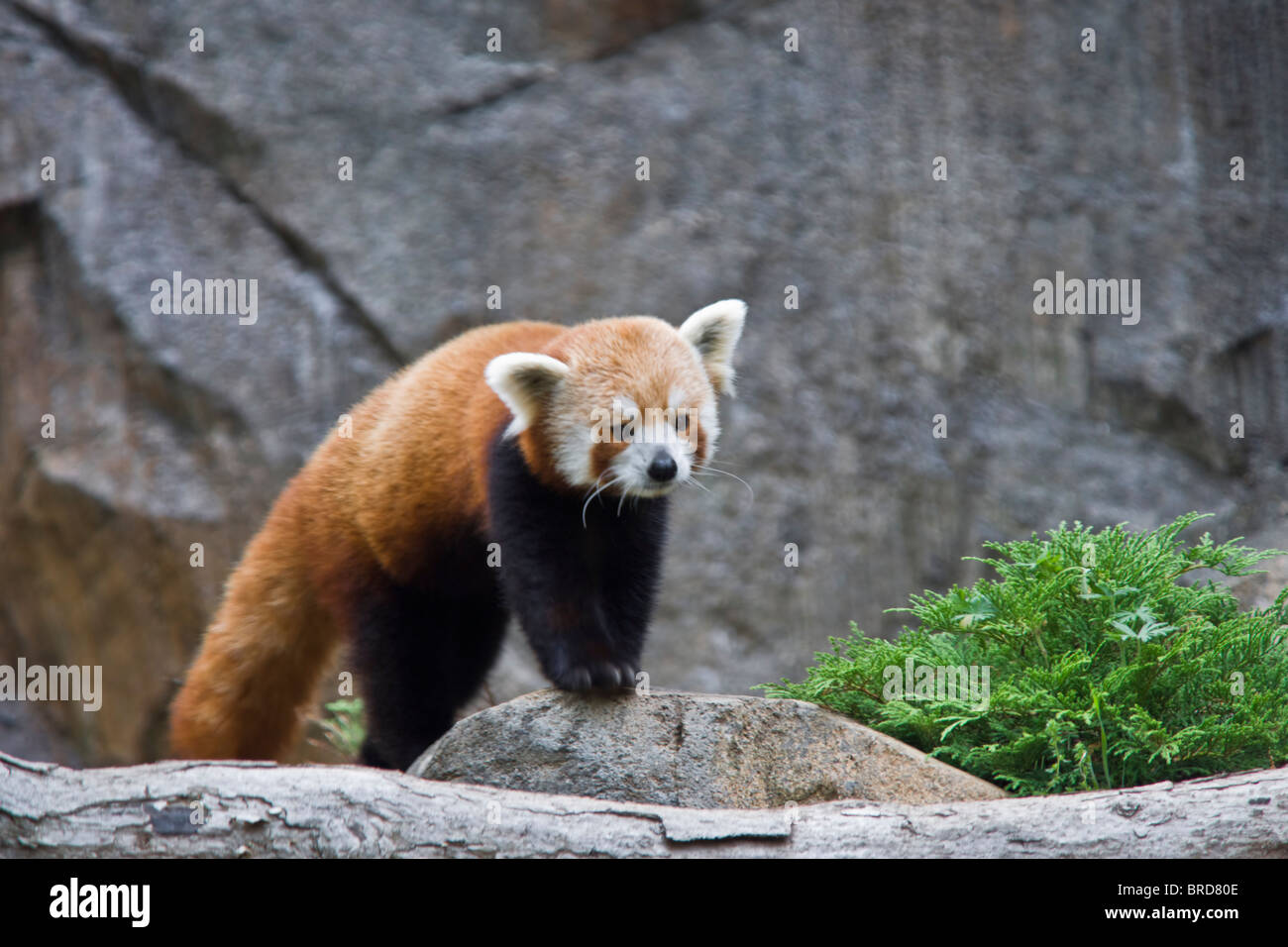 Panda rosso (Ailurus fulgens) Foto Stock
