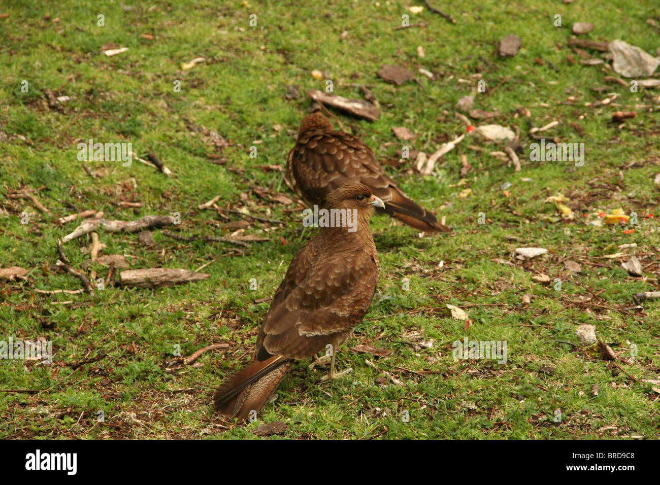 Chimango caracara, [Milvano chimango] Ushuaia, Tierra del Fuego, Argentina Foto Stock