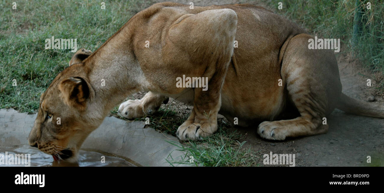 Una leonessa vigile prendendo un sorso di acqua Foto Stock