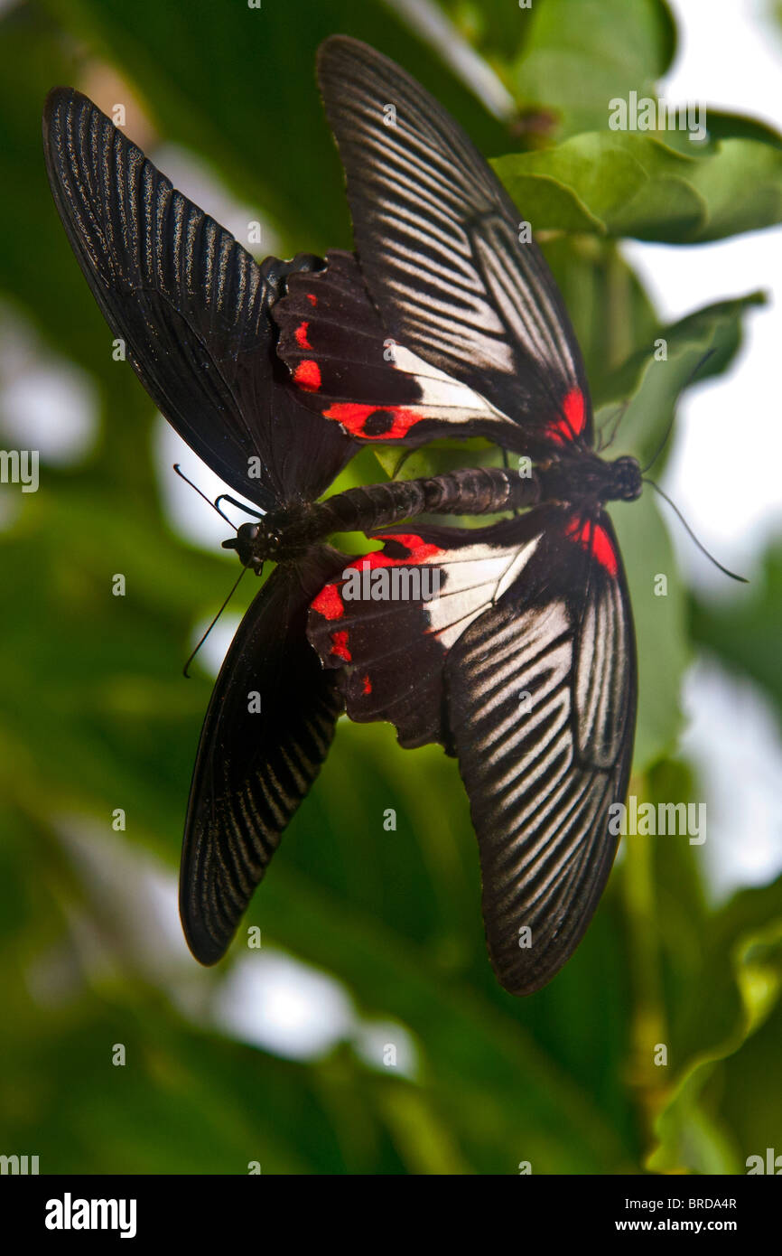 Coniugata coppia di tropicale comune farfalle a coda di rondine Foto Stock