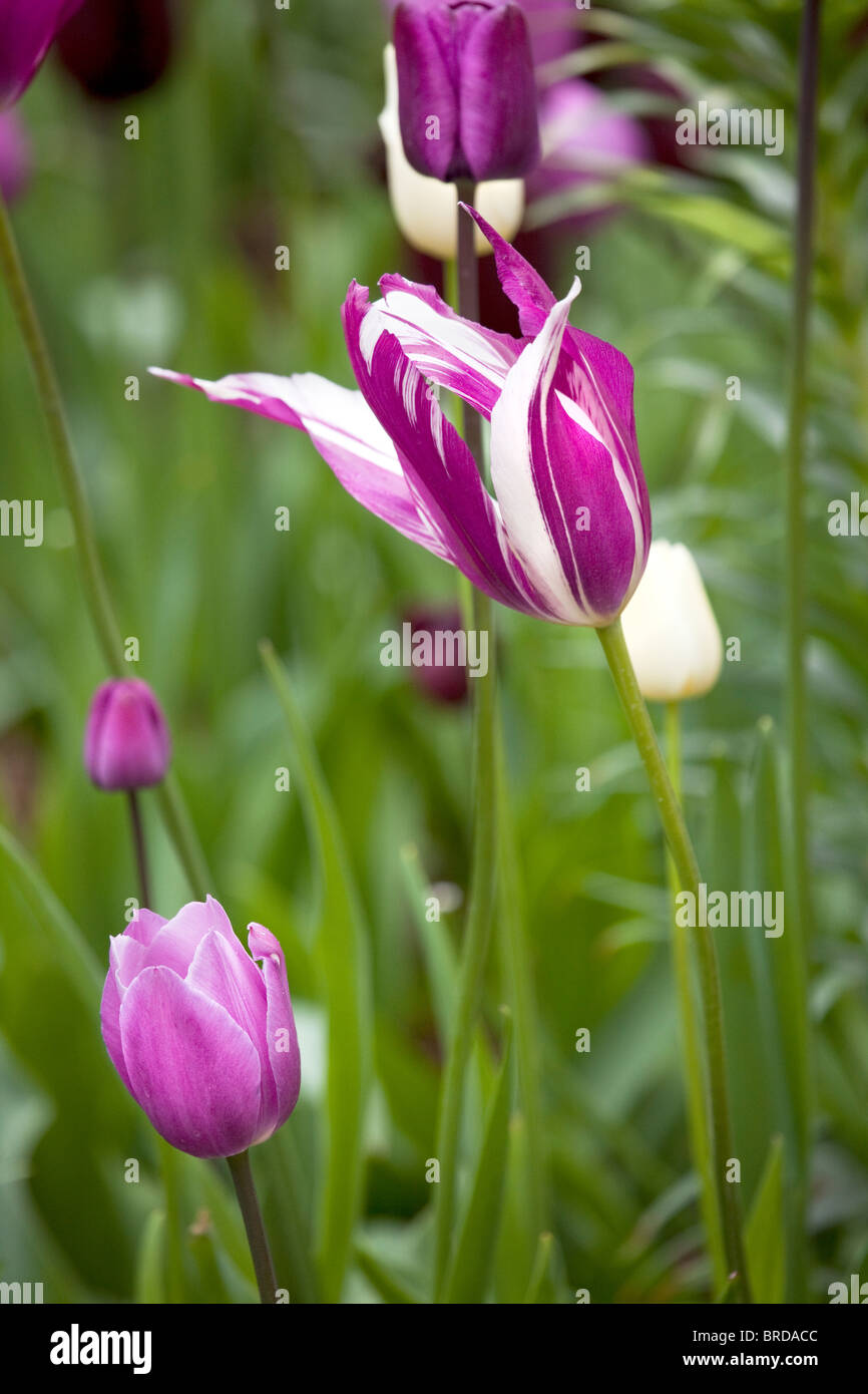 Viola e bianco tulipani, Schloss Ippenburg, Bad Essen, Germania Foto Stock