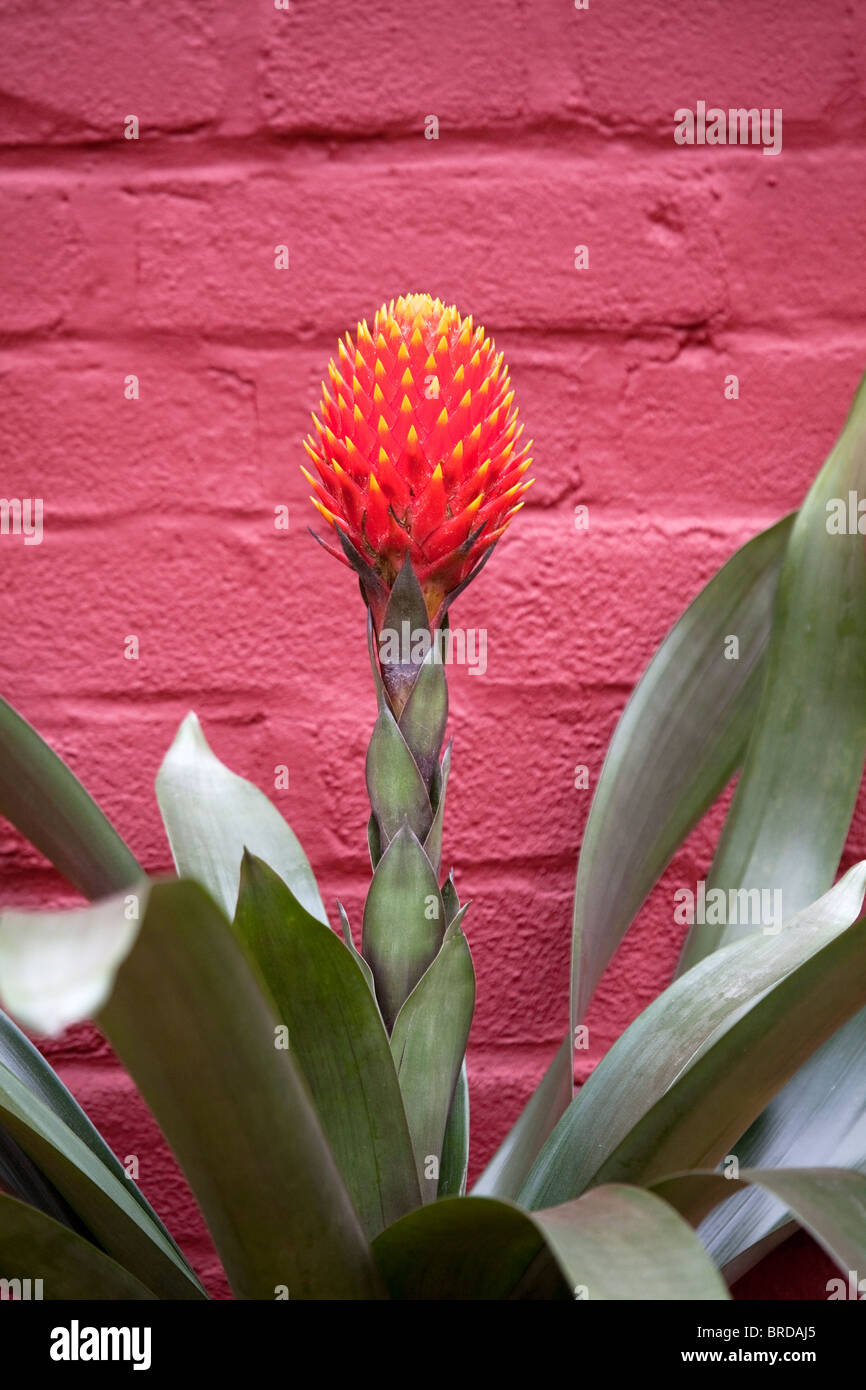 Bromeliad impianto contro rosso parete dipinta, Bad Essen, Germania Foto Stock