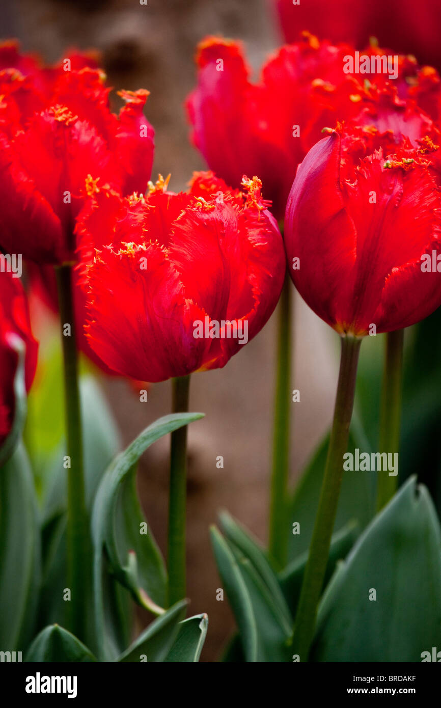 Tulipani rossi, Schloss Ippenburg, Bad Essen, Germania Foto Stock