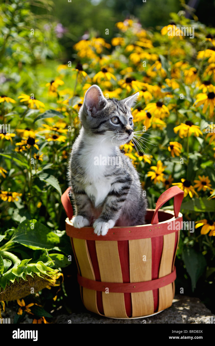 Grigio Tabby gattino nel giardino con black-eyed Susans Foto Stock