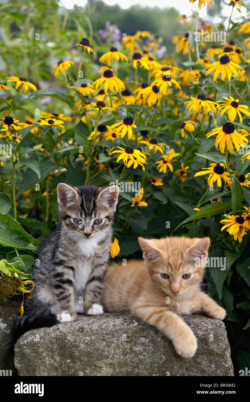 Grigio e arancione Tabby gattini in giardino con black-eyed Susans Foto Stock