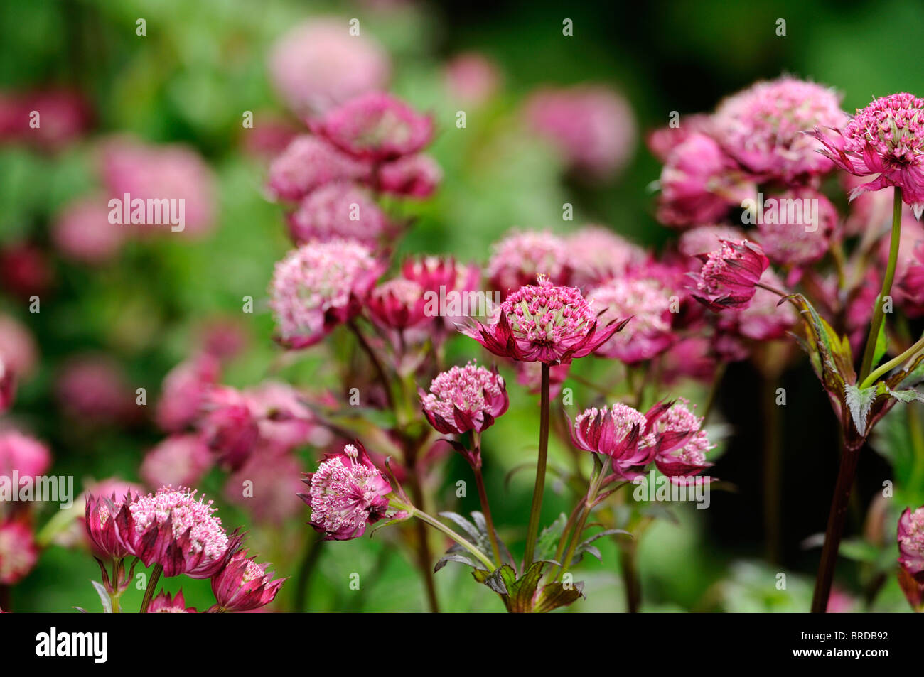 Astrantia major hadspen rosso sangue per formare closeup close-up macro dettaglio var variante cultivar sfocato di sfocatura dello sfondo verde Foto Stock