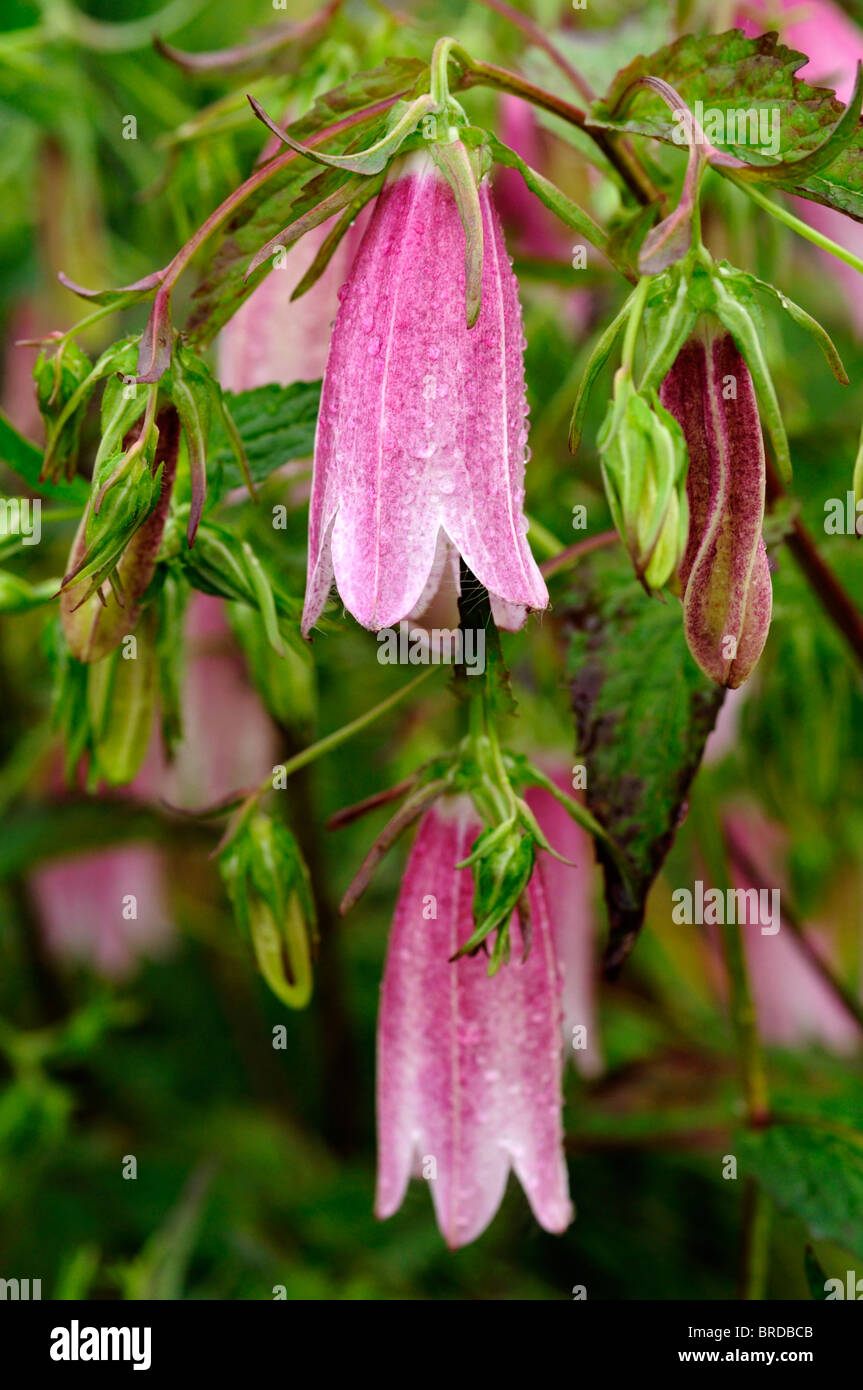 Campanula takesimana Elizabeth campanula fiori di colore rosa a forma di  campana piante erbacee perenni campanula coreano Foto stock - Alamy
