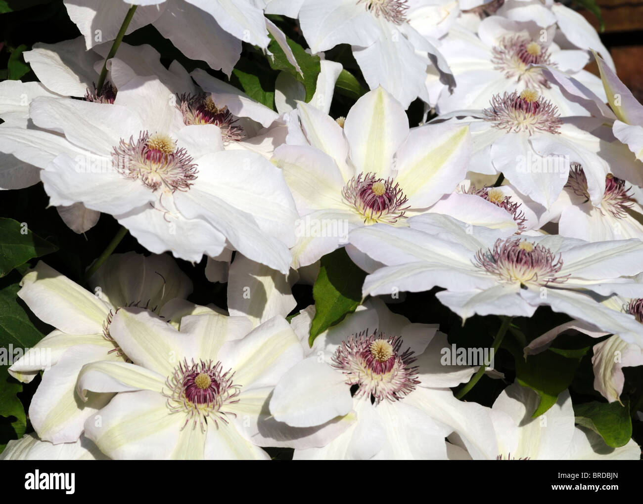 Clematis bianco puro a fioritura primaverile clematis fiori fioriscono blossom gruppo 2 Foto Stock