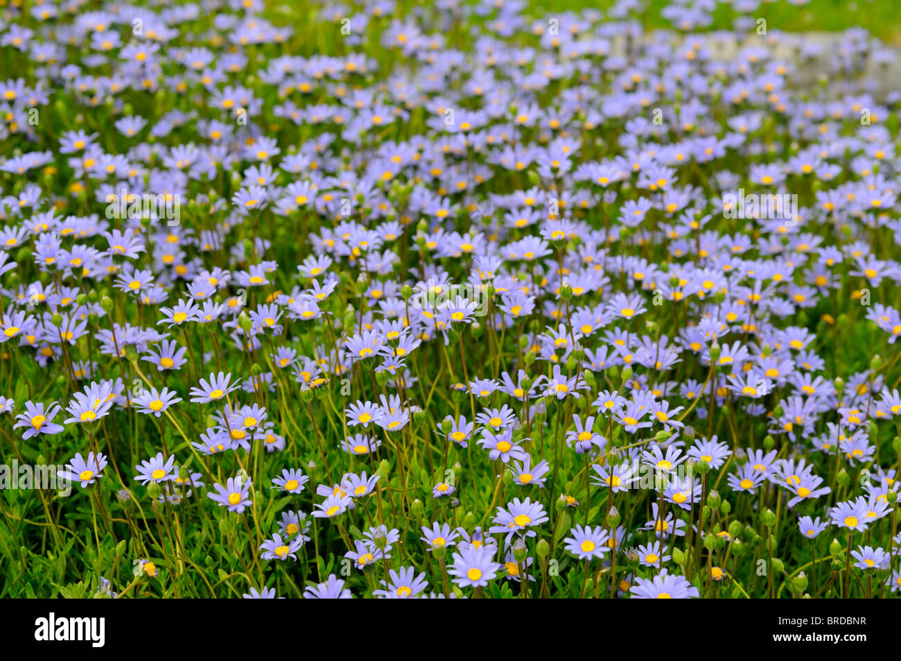 Felicia amelloides blue felicia bush arbustiva marguerite daisy bush perenne shrublet evergreen fiori blu centro giallo Foto Stock