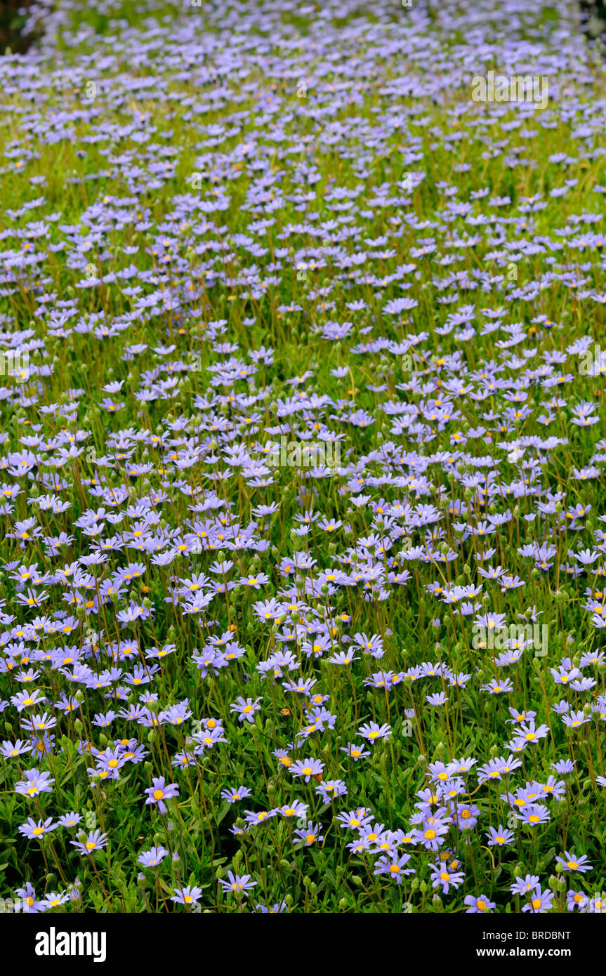 Felicia amelloides blue felicia bush arbustiva marguerite daisy bush perenne shrublet evergreen fiori blu centro giallo Foto Stock