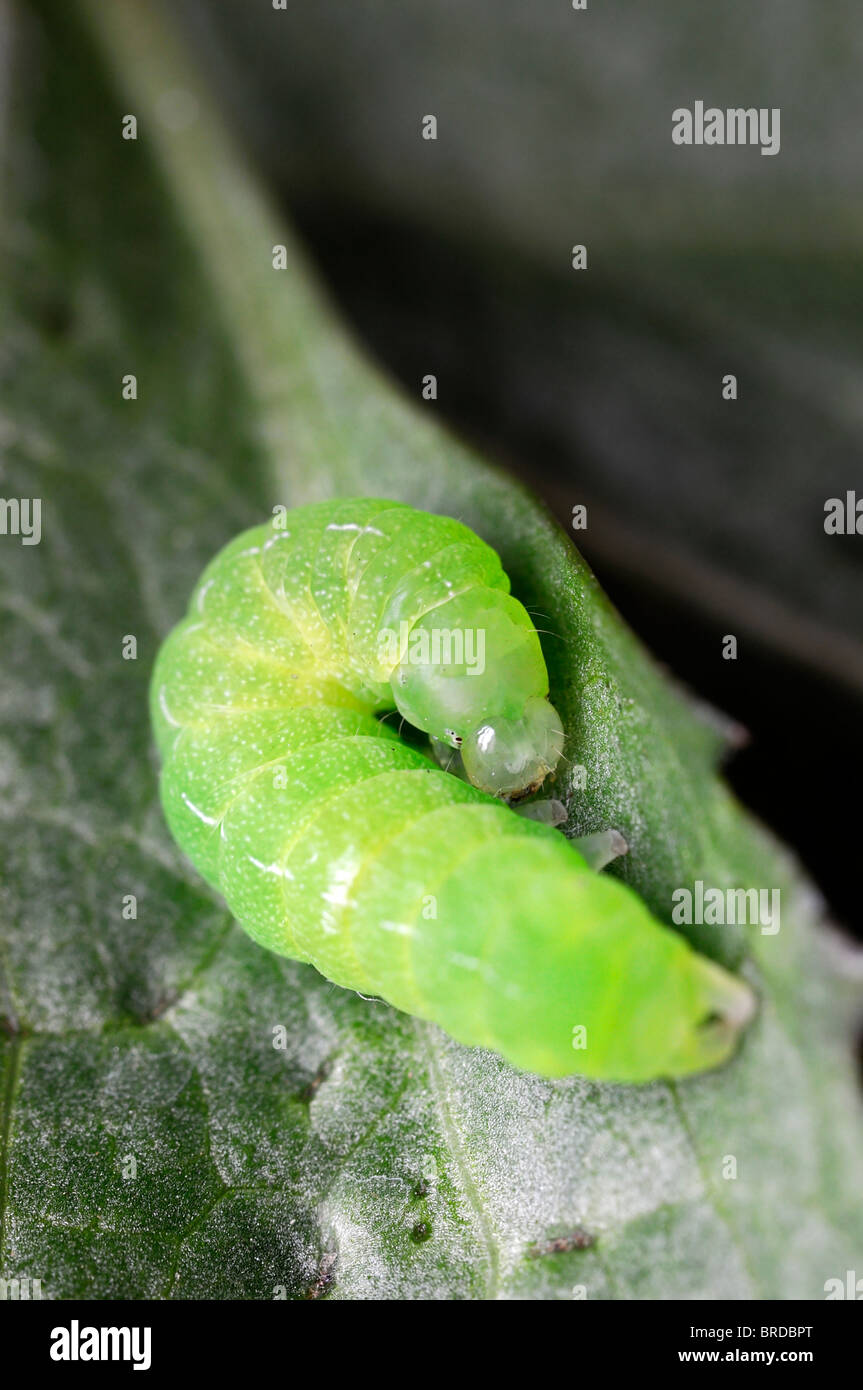 Caterpillar verde su una foglia verde contrasto contrastato il ciclo di vita degli insetti Foto Stock