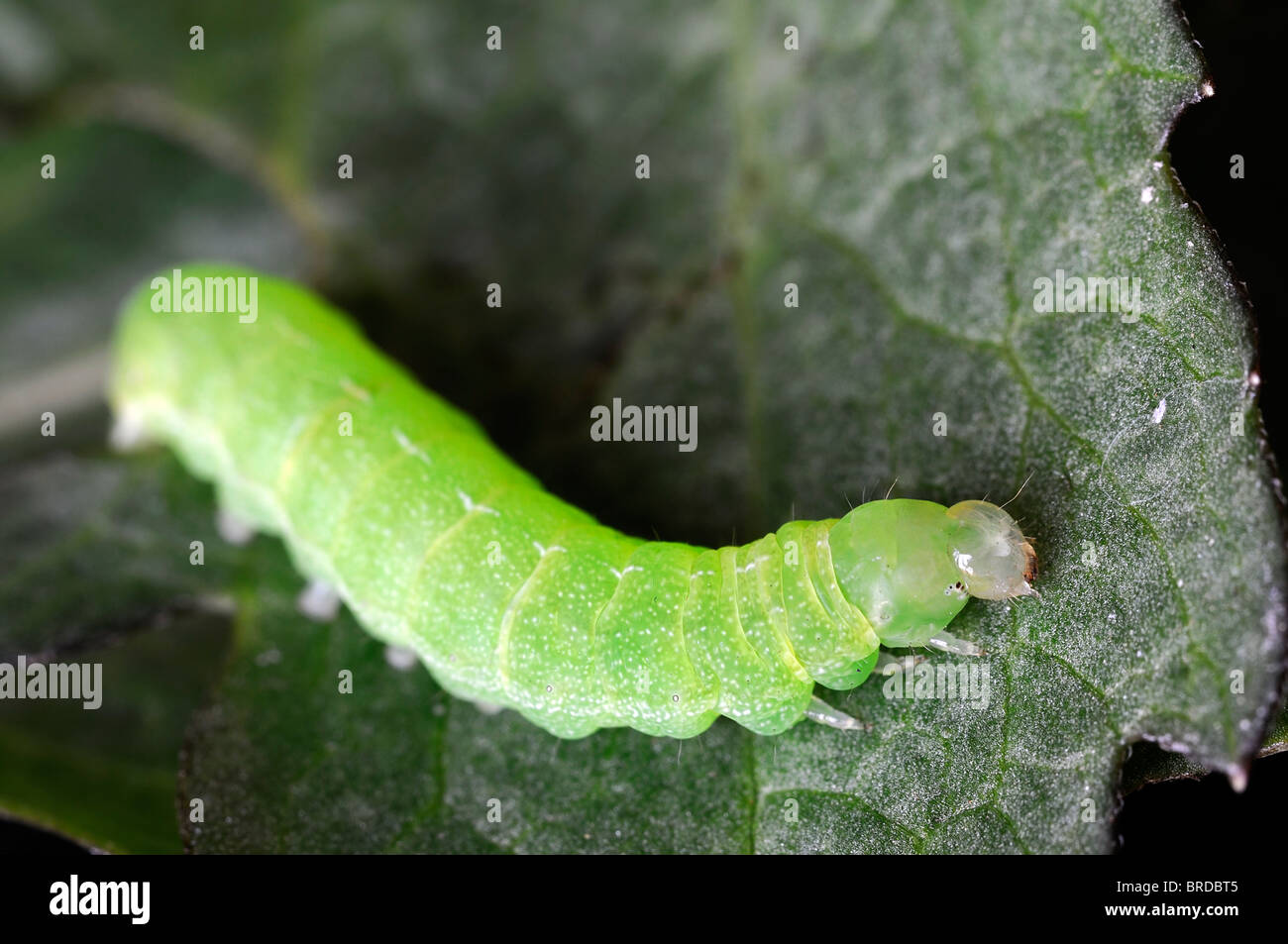 Caterpillar verde su una foglia verde contrasto contrastato il ciclo di vita degli insetti Foto Stock