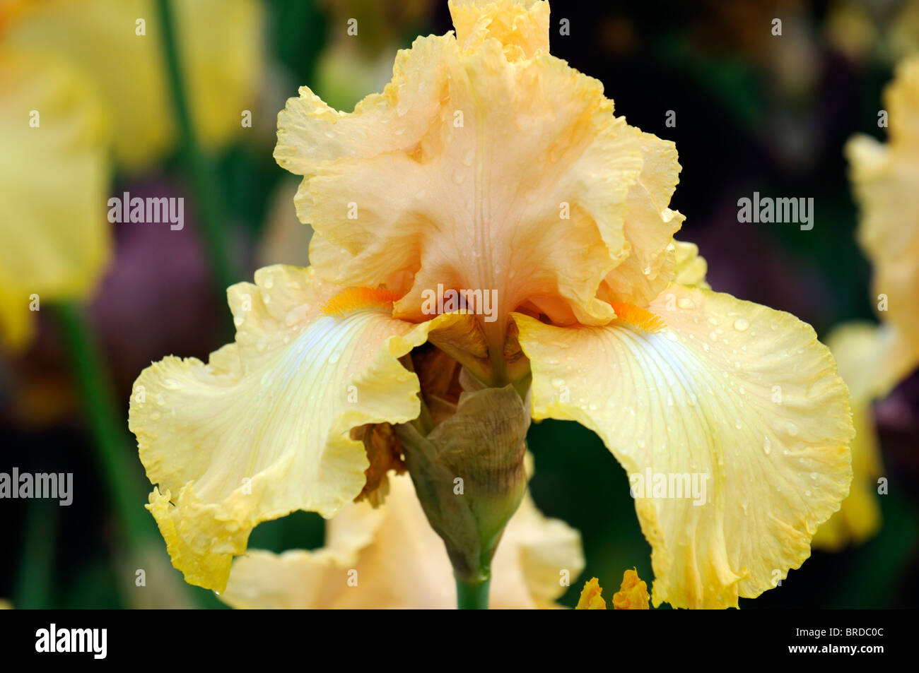 Iris comandante barbuto germanica Iris Iris tedesco Rhizomatous Arancione marrone colore bronzo colore fiore bloom blossom Foto Stock