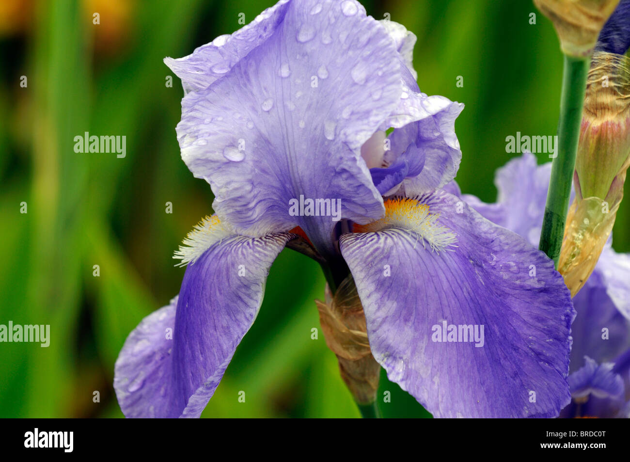 Blu iris barbuto rhythm Iris germanica tedesco Rhizomatous Iris blu fiordaliso colore colore fiore sbocciare dei fiori Foto Stock