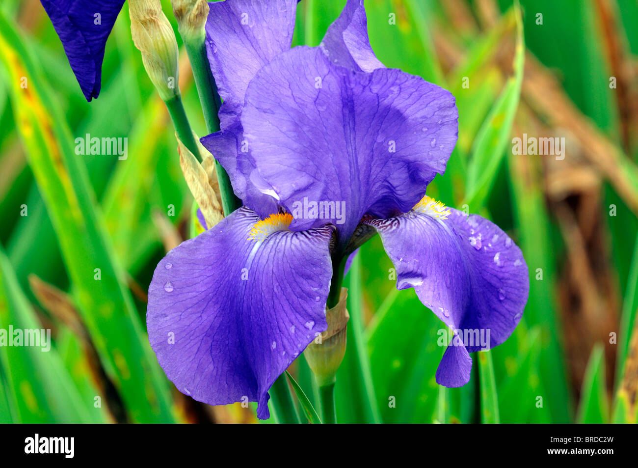 Iris joan lay barbuto germanica Iris Iris tedesco Rhizomatous colore blu fiore colore flower blossom Foto Stock
