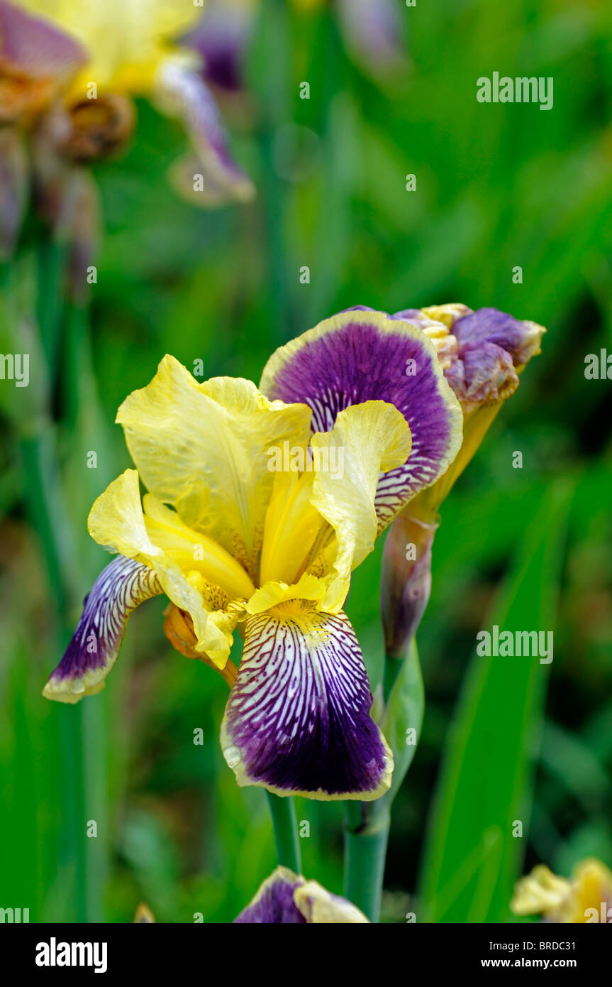 Iris nibelungen barbuto germanica Iris Iris tedesco Rhizomatous giallo pallido viola punta a punta di colore colore fiore sbocciare dei fiori Foto Stock
