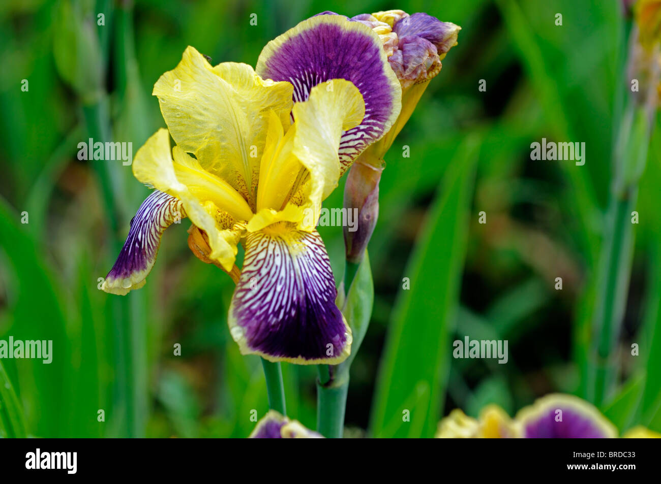 Iris nibelungen barbuto germanica Iris Iris tedesco Rhizomatous giallo pallido viola punta a punta di colore colore fiore sbocciare dei fiori Foto Stock