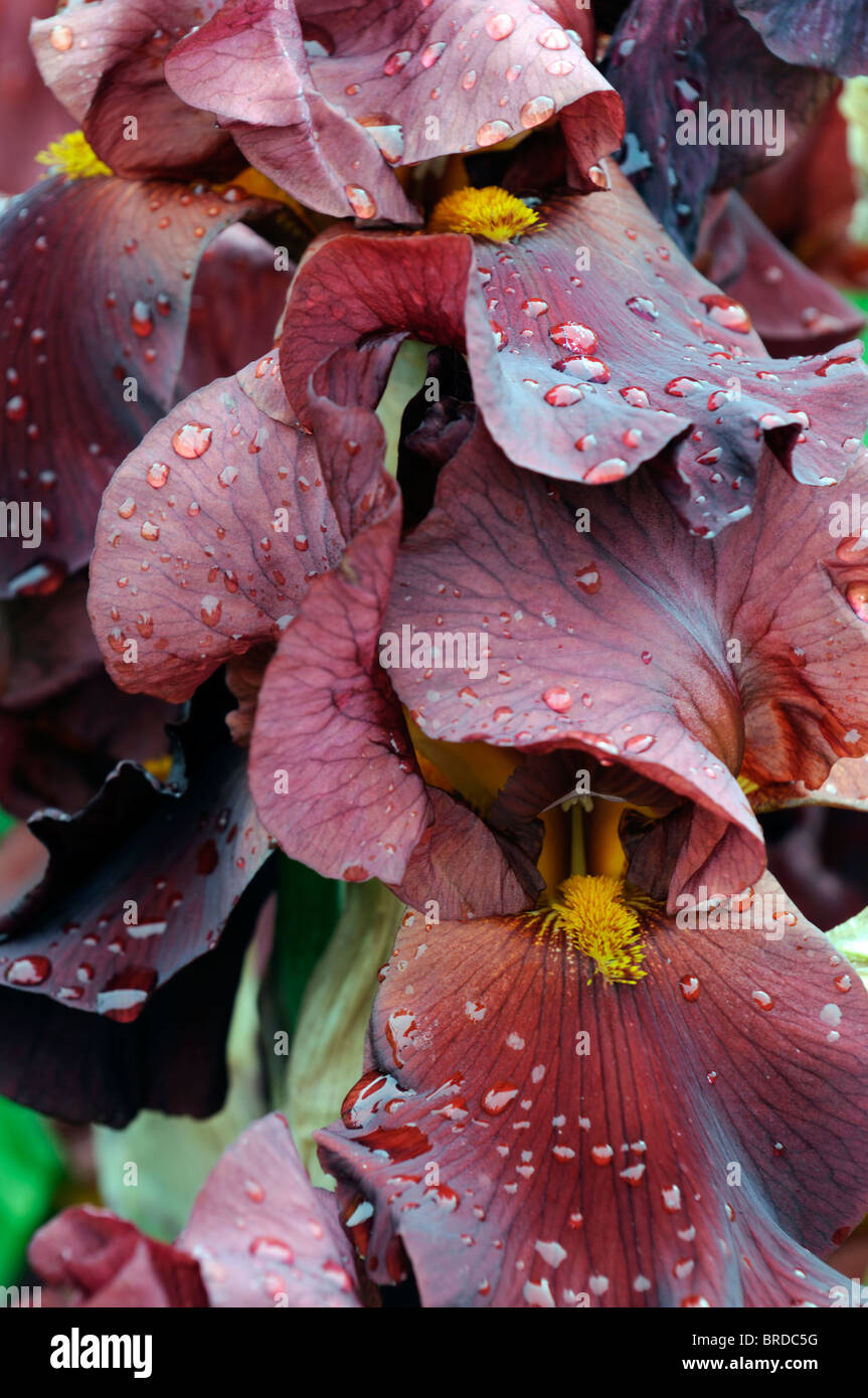 Iris la guerra capo barbuto germanica Iris Iris tedesco Rhizomatous colore rosso porpora colore fiore bloom blossom Foto Stock