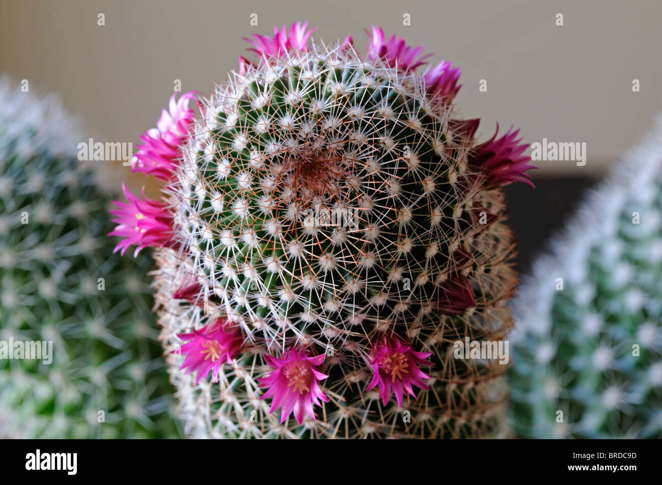 Puntaspilli Cactus Mammillaria specie var sp ring inanellato piccolo  delicato fiore rosa bloom sbocciare fiori Foto stock - Alamy