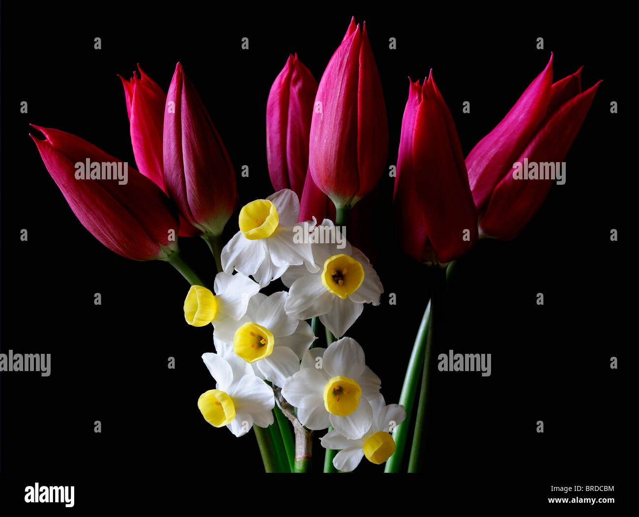 White narcisi narciso minnow con tulipani rossi su sfondo nero studio il contrasto della scena flower bloom blossom molla Foto Stock