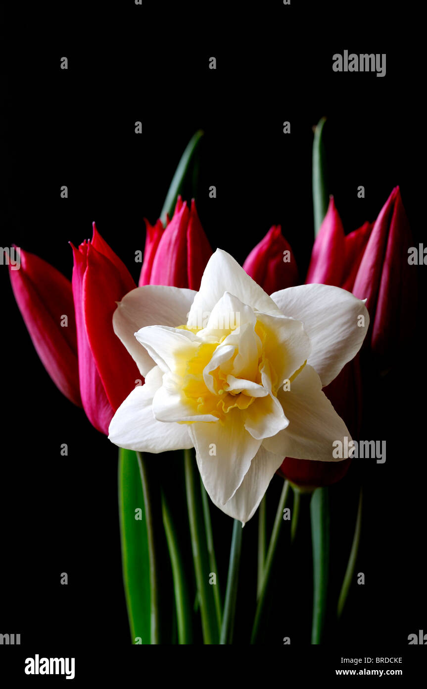 Daffodil il doppio narcisi narcissus White Lion con tulipani rossi su sfondo nero studio il contrasto della scena Foto Stock