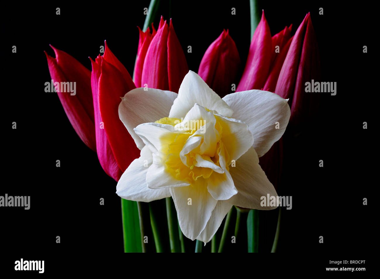 Daffodil il doppio narcisi narcissus White Lion con tulipani rossi su sfondo nero studio il contrasto della scena Foto Stock