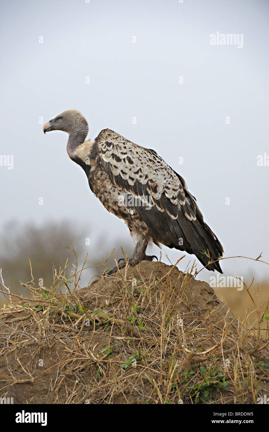 Ruppell il grifone (Gyps rueppellii), chiamato anche Ruppell's avvoltoio su un cumulo in Masai Mara, Kenya Foto Stock