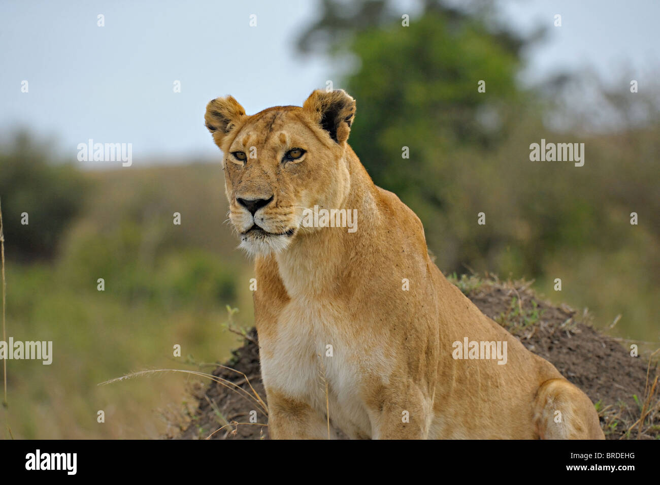 Ritratto di una leonessa nel Masai Mara, Kenya, Africa Foto Stock