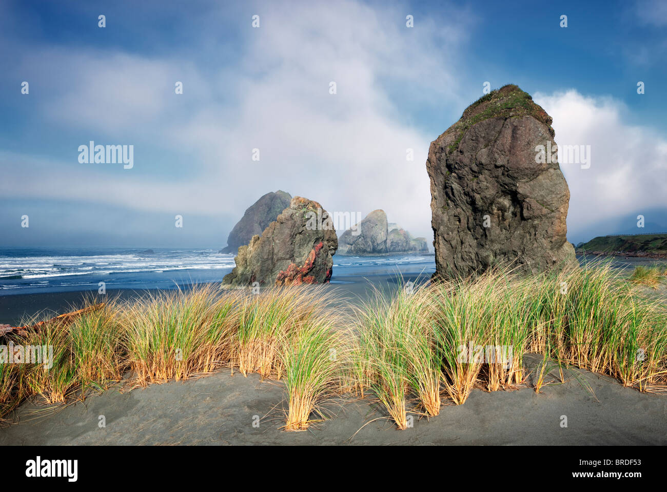 La nebbia e dune di erba a Cape Sabastian. Oregon Foto Stock