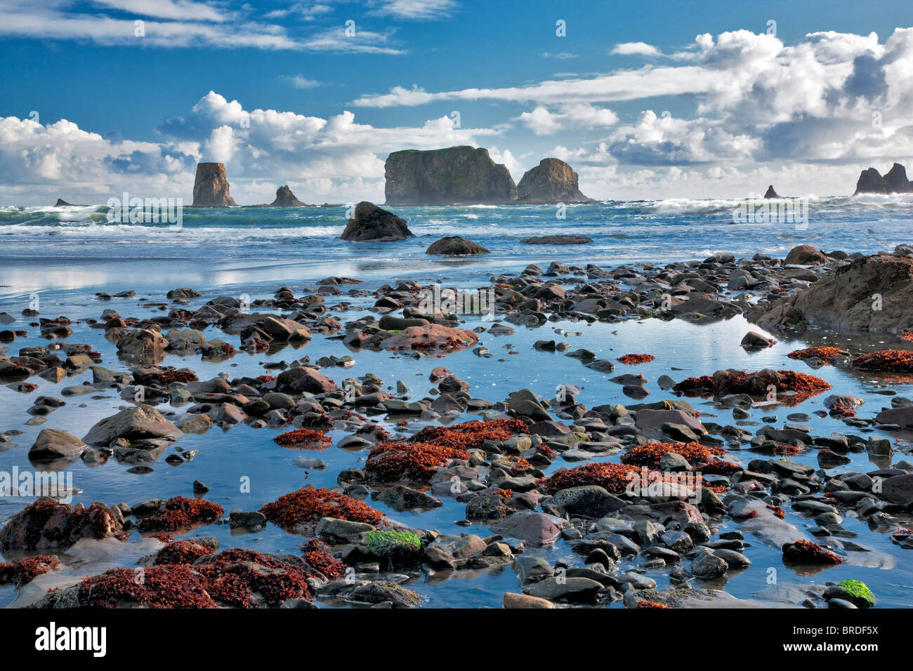 Seconda Spiaggia con le nuvole e di riflessione con la bassa marea. Il Parco nazionale di Olympic, Washington. Foto Stock