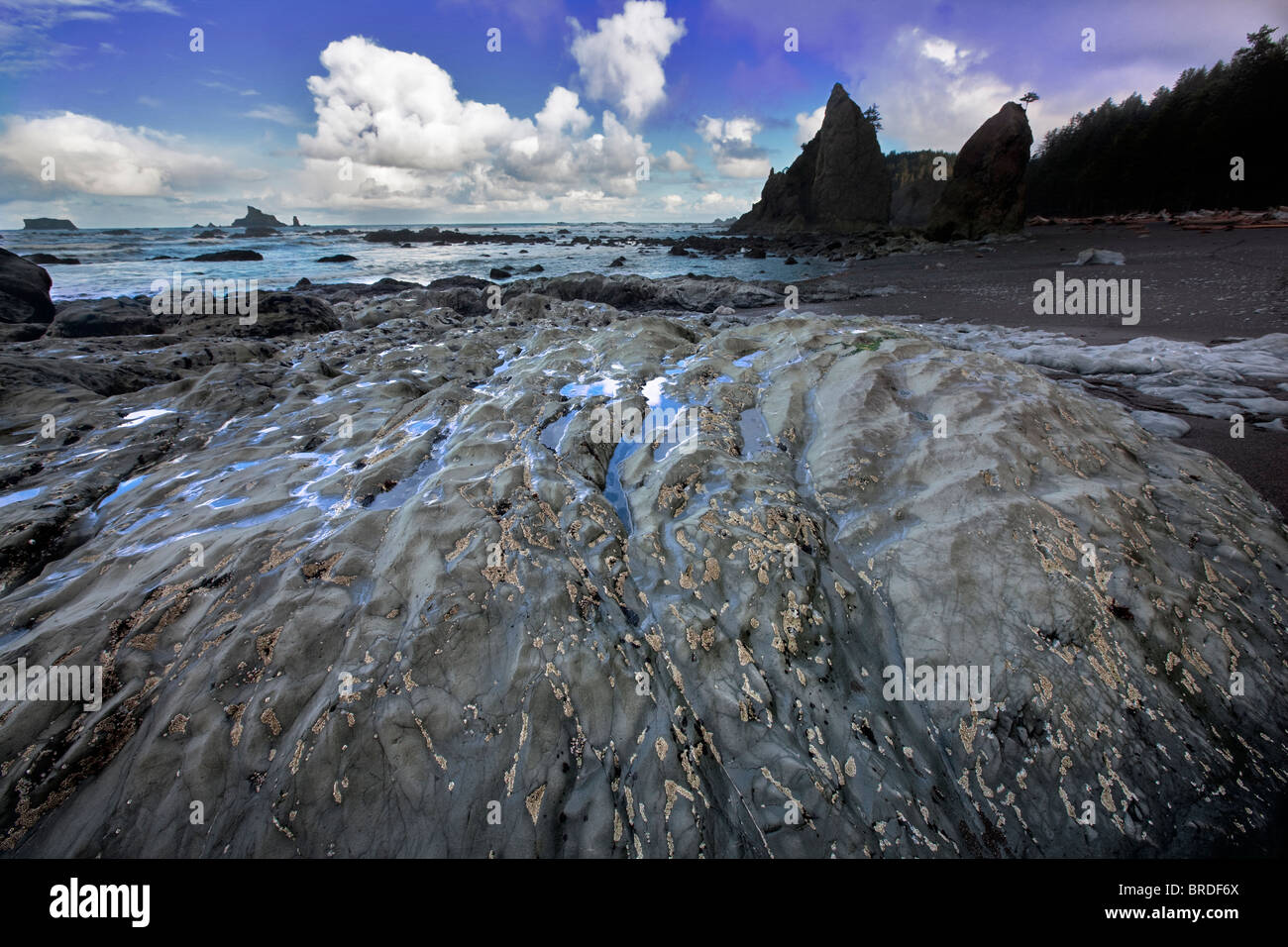 Cirripedi sulla roccia a Rialto Beach. Il Parco nazionale di Olympic, Washington Foto Stock