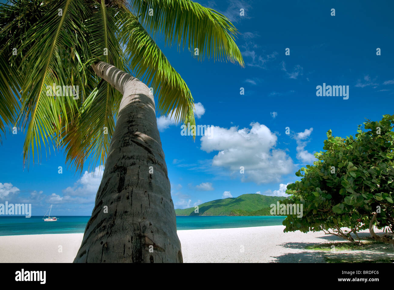 Palm tree a Brewers Bay Beach. San Tommaso. Isole Vergini americane. Foto Stock