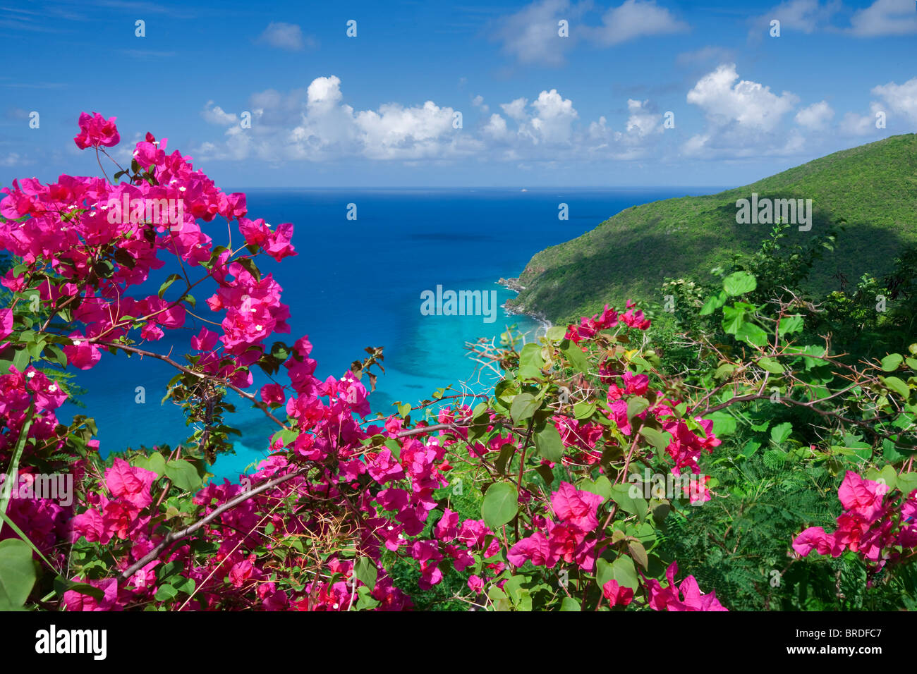 Bouganvilla fiori e della linea costiera di San Tommaso. Isole Vergini Americane Foto Stock